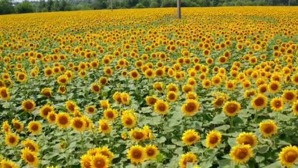Yazın Sarı Ayçiçeği Tarlası Çiçekler Rüzgarda Usulca Sallanıyor Arkaplanda Yeşil — Stok video