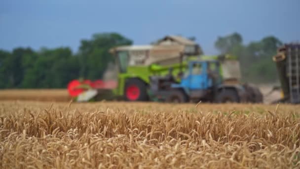 Fuld Modne Hvedespikelets Klar Til Blive Skåret Landbrugsjord Høstmaskiner Der – Stock-video