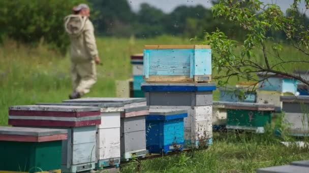 Bienenschwarm Fliegt Die Bienenstöcke Bienenhaus Arbeitsbienen Bringen Honig Ihre Bienenstöcke — Stockvideo