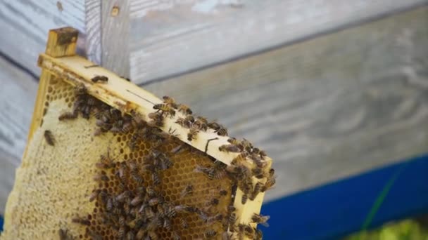 Bee Brood Crawling Frame Honeycomb Frame Full Honey Bees Put — Stock Video