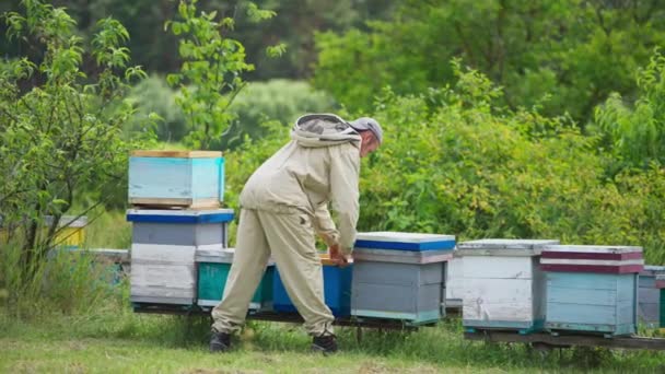 Erkek Arı Yetiştiricisi Arı Kovanlarının Kapaklarını Açıyor Apiarist Arı Çiftliğindeki — Stok video
