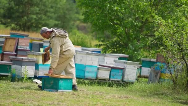 Beekeeper Takes Wax Frame Out Beehive Man Steps Aside Shakes — Stock Video