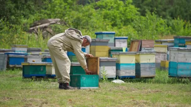 ハニカムのフレームを 彼の養蜂場で調べる 男性の養蜂家は フレームから昆虫を揺さぶります 背景にある緑の木 — ストック動画
