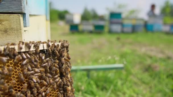忙着工作的蜜蜂爬过框架 蜂蜜细胞充满蜂蜜 但尚未密封 蜂窝在背景上模糊不清 靠近点 — 图库视频影像