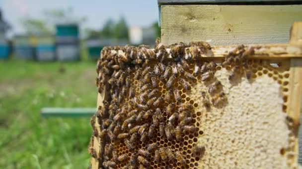 Γένια Μελισσών Καλύπτουν Μισό Σκελετό Από Κηρήθρα Μέλι Γεμάτο Μέλι — Αρχείο Βίντεο