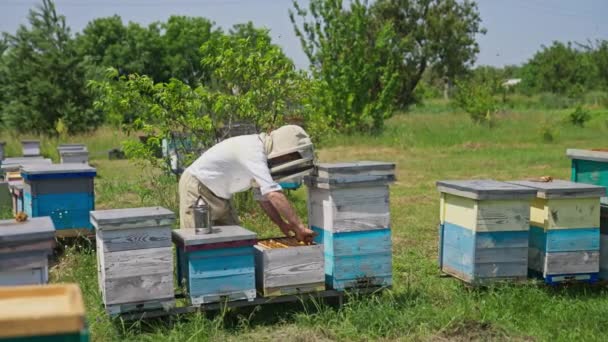 ミツバチの養蜂場の巣を調べている 彼はハイブからフレームを取り出し 太陽の下でそれを見ています たくさんのミツバチが飛び回っています 自然の背景 — ストック動画