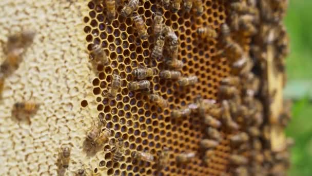 Bijenzwerm Bovenop Het Honingframe Volledige Honingraat Met Helft Van Cellen — Stockvideo