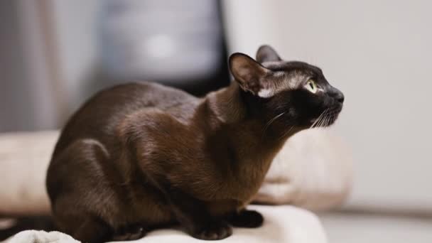 Gato Doméstico Negro Sentado Sofá Mirando Hacia Arriba Gatito Ojos — Vídeos de Stock