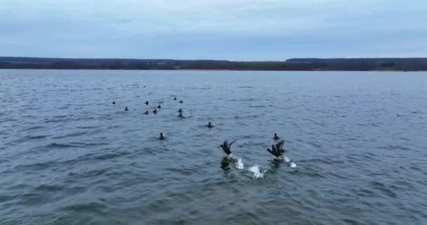 Flock Black Ducks River Surface Some Birds Rising Air Flying — Stock Video