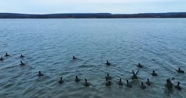 黒い鳥が一緒に空中に飛び出した ドローンはアヒルの後を撃った 表面に現れる水のホワイトスプラッシュ — ストック動画