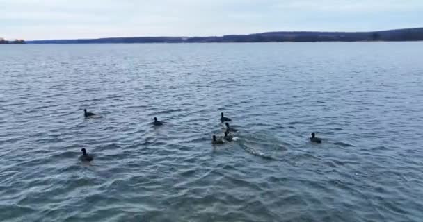 ドックは湖の上を航行する群れ ドローンの映像 ドローンに怯えて逃げようとする鳥 背景にあるウォーターフロント — ストック動画