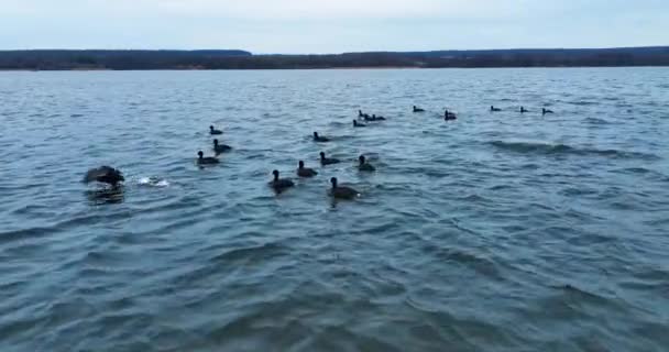 鸭子在水面上跑来跑去 留下白水飞溅 在河上快速移动 灰水背景 — 图库视频影像