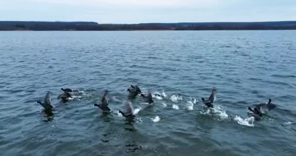 Ptaki Wodne Pływające Jeziorze Czarne Kaczki Uciekają Przed Dronem Brzeg — Wideo stockowe