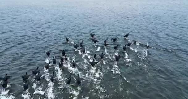 黒いアヒルの群れが水の上を低く飛び 飛び散った 灰色の水の表面の背景 — ストック動画