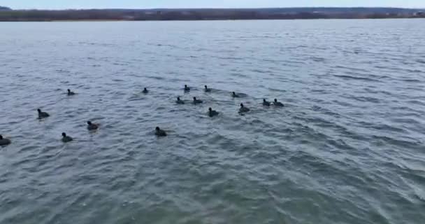 湖上有白嘴 白尾的黑鸭 有些害怕的鸟儿飞向空中 飞走了一点点 背景森林 — 图库视频影像