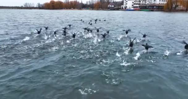 Troupeau Canards Sauvages Courant Rapidement Surface Rivière Oiseaux Sauvages Déplaçant — Video