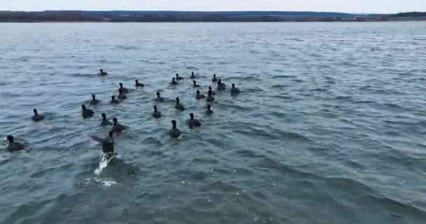 Patos Que Reúnem Superfície Água Imagens Drones Pássaros Selvagens Tentar — Vídeo de Stock