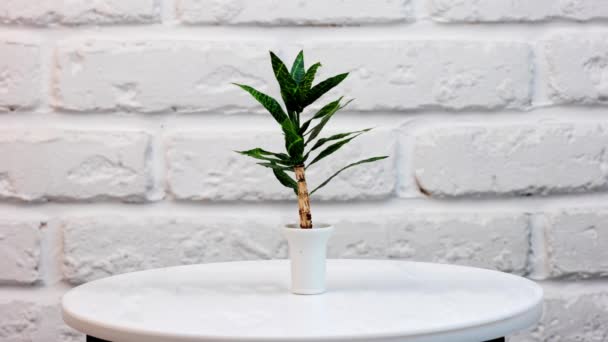 Kunstmatige Bloempot Plant Draaiende Stand Groene Bloem Witte Pot Voor — Stockvideo