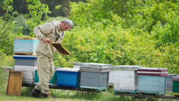 蜂鸣器拿着蜂群的框架来检查它 美容师检查蜂蜜的收成 夏季自然景观背景 — 图库视频影像