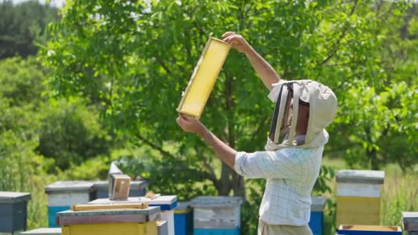 Zufriedener Imker Blickt Auf Die Bienenwabe Gegen Die Sonne Mann — Stockvideo
