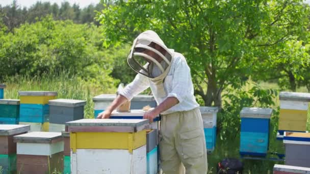 蜂农从蜂窝里拿出一帧蜜蜂 养蜂人把昆虫抖落到镜框上 蜂窝在大自然的背景下 — 图库视频影像