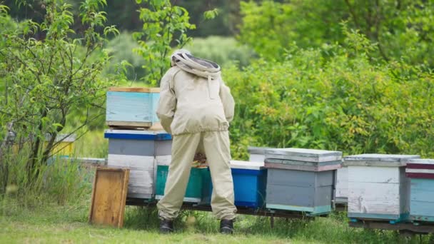 Arı Yetiştiricisi Bal Tarağındaki Bal Arıların Durumunu Inceliyor Özel Koruma — Stok video
