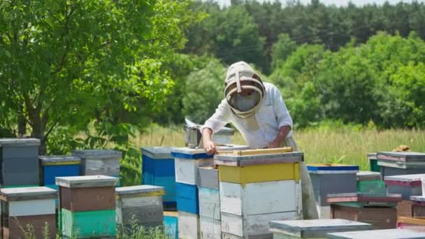 Человек Защитной Шляпе Вынимает Раму Улья Голыми Руками Множество Пчёл — стоковое видео