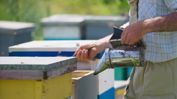 Apiarista Kefét Füstölőt Használ Hogy Elijessze Méheket Méhsejtjeiktől Méhek Köröznek — Stock videók