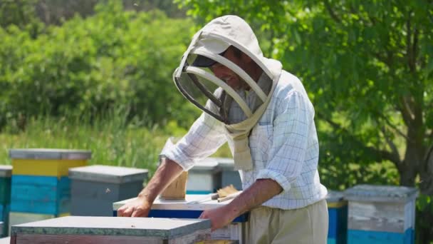 Včelař Klepe Rám Aby Setřásl Včely Včely Lítají Kolem Muže — Stock video