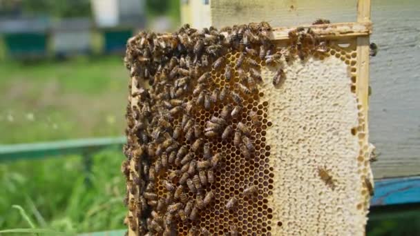 Рамка Сотовых Пчелиным Выводком Находится Рядом Улеем Пчелиная Колония Ползает — стоковое видео