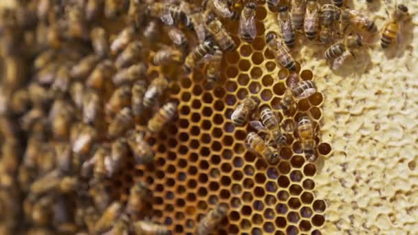 Kolem Plástve Plazí Včelí Kolonie Rámeček Hřebeny Plnými Medu Částečně — Stock video