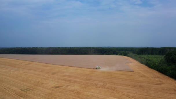 青空と対照的な熟した小麦の東の黄色いフィールド 乾燥した小麦を刈り取り ほこりの跡を残すハーベスターマシン トップビュー — ストック動画