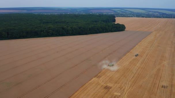 Enorme Landbouwgrond Plantage Bijna Gesneden Met Combinaties Rijp Veld Achtergrond — Stockvideo