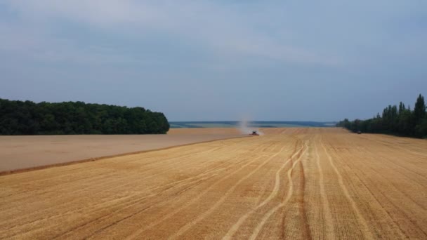 熟した小麦の長い畑と森林によって制限されています プランテーションで働くハーベスターを組み合わせます 耕作された農地の半分 — ストック動画