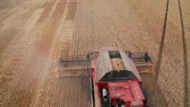 Moderní Červený Kombinovaný Kombajn Krájí Suché Hřeby Pšenice Zemědělské Půdě — Stock video
