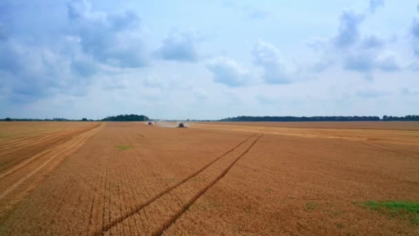 Abundant Grain Farmland Ripe Wheat Ready Harvesting Two Combines Riding — Stock Video