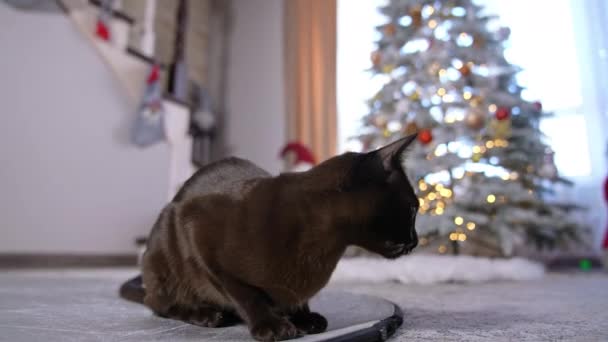 Спокійний Домашній Кіт Сидить Приміщенні Чорна Тварина Повертає Голову Назад — стокове відео