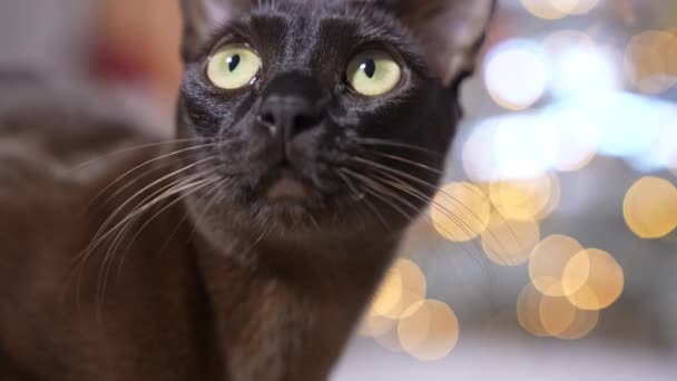 Hermosa Cara Gato Negro Con Grandes Ojos Amarillos Bigotes Largos — Vídeos de Stock