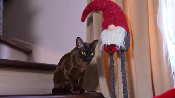 Красива Чорна Домашня Кішка Відпочиває Біля Сходів Спокійна Жовтоока Тварина — стокове відео