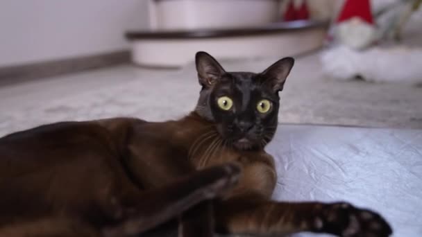 Joli Chat Noir Avec Une Fourrure Courte Couchée Sur Sol — Video