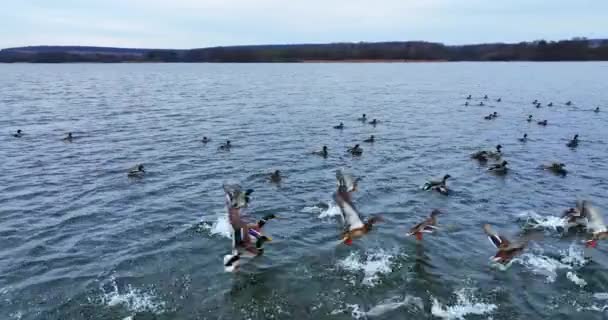 マラード アヒルは湖で泳いでいる 野生の鳥はすぐに空中に飛び出した 背景にあるウォーターフロントの暗い森 — ストック動画