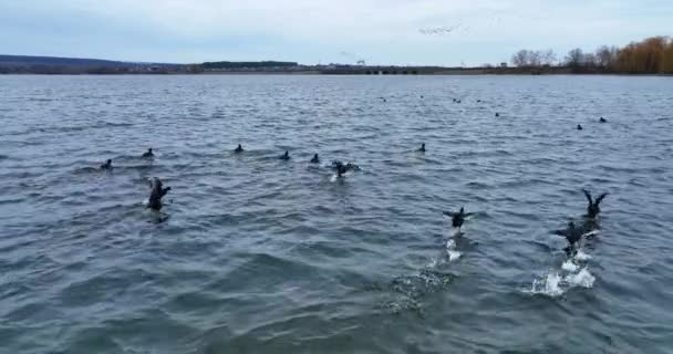 Patos Negros Selvagens Voando Muito Baixo Sobre Superfície Rio Pássaros — Vídeo de Stock