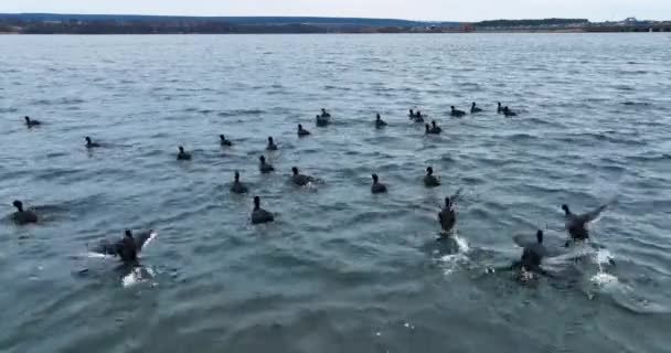 Водные Птицы Убегают Беспилотника Испуганные Утки Быстро Двигаются Поверхности Воды — стоковое видео