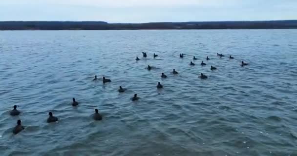 Beyaz Gagalı Siyah Ördekler Sudan Havalanır Tekrar Alçalır Nsansız Hava — Stok video