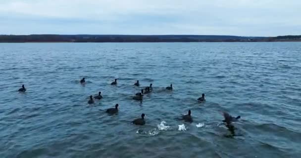 Troupeau Canards Sauvages Qui Traversent Eau Oiseaux Noirs Dans Leur — Video