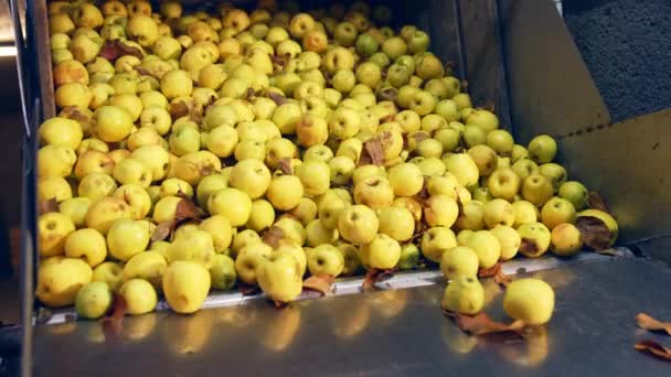 黄色成熟的苹果从盒子里上传出来 未洗的水果和正在准备加工的干叶 — 图库视频影像