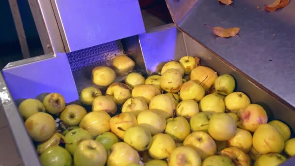 在工厂把苹果洗一洗 以备将来加工 输送线将干净的黄色水果从水里提起来 — 图库视频影像