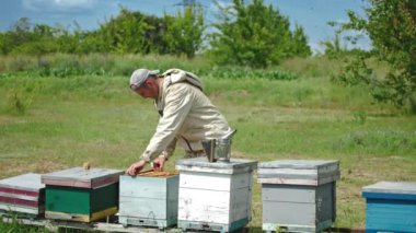 Arı çiftçisi kovandan çerçeveyi çıkarıyor. Apiarist arı çiftliğini inceliyor. Güneşli yaz günü arka planı.