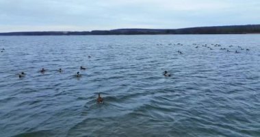 Erkek ve dişi ördek türleri nehirde yüzüyor. Bazı kuşlar havalanır ve tekrar oturur. İnsansız hava aracı görüntüleri.