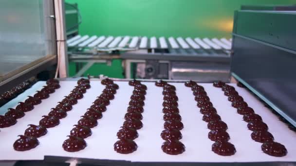 Καραμέλες Ζαχαρωτών Φρεσκοκαλυμμένες Γυαλιστερή Σοκολάτα Ζώνη Μεταφοράς Γλυκών Γλυκών Γλυκών — Αρχείο Βίντεο